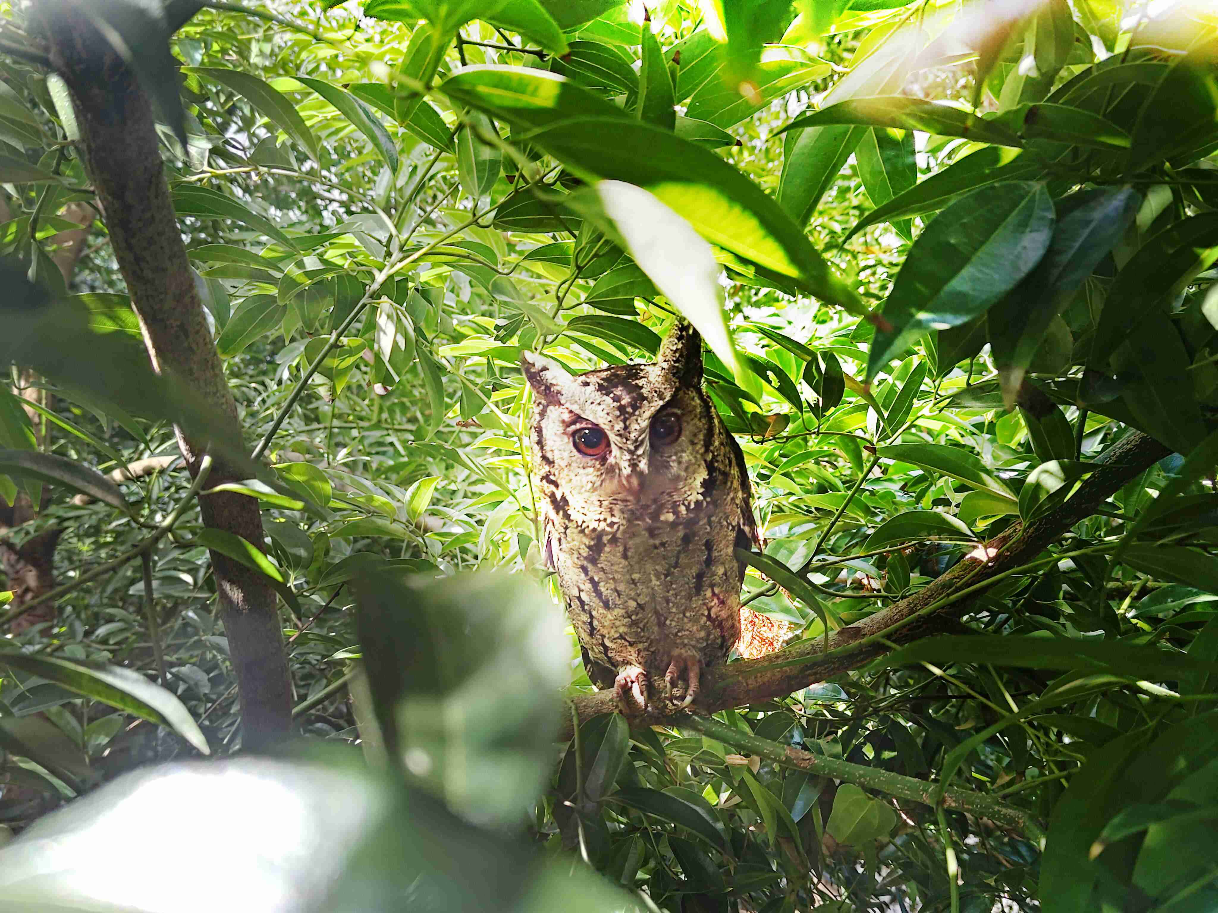开云电子致力提倡净零绿生活，，，，16年以来在全球各厂区植树逾百万棵，，，，造就各厂区树木蔚然成林，，犹如森林工厂，，，成为许多生物的栖息地